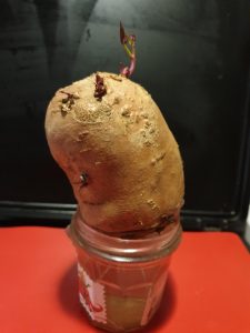 patate douce germination mamytrucs